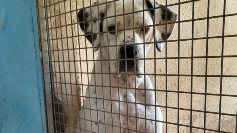 Sul cartone delle pizze le foto dei cani in cerca di famiglia: l’iniziativa di due ristoratori vibonesi