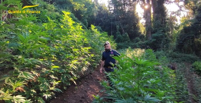 Tre coltivazioni di marijuana scoperte e sequestrate nel Lametino