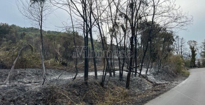 Incendi nel Vibonese, Paolillo (Wwf): «Danni incalcolabili, chi paga per questi crimini?»