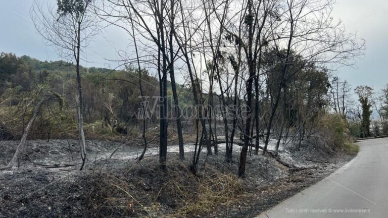 Incendi nel Vibonese, Paolillo (Wwf): «Danni incalcolabili, chi paga per questi crimini?»