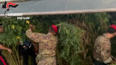 Mille piante di marijuana scoperte e sequestrate nella Piana di Gioia Tauro -Video