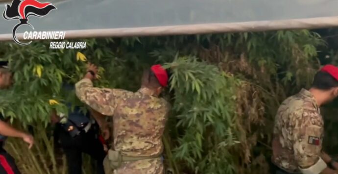 Mille piante di marijuana scoperte e sequestrate nella Piana di Gioia Tauro -Video