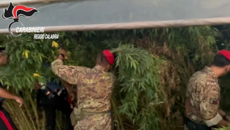 Mille piante di marijuana scoperte e sequestrate nella Piana di Gioia Tauro -Video