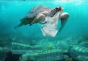 Anche a Pizzo e Tropea volontari Plastic Free in azione per l’evento nazionale “Sea & Rivers”