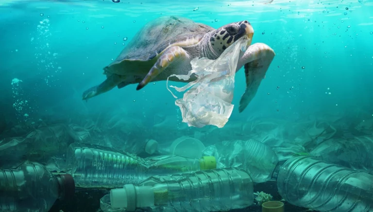 Anche a Pizzo e Tropea volontari Plastic Free in azione per l’evento nazionale “Sea & Rivers”