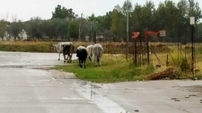Bovini vaganti a Zungri: scattano i provvedimenti del sindaco