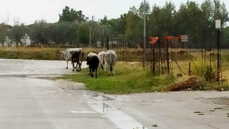 Bovini vaganti a Zungri: scattano i provvedimenti del sindaco