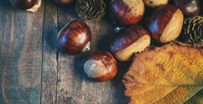 Serra San Bruno si prepara a ospitare la Giornata della castagna e del vino