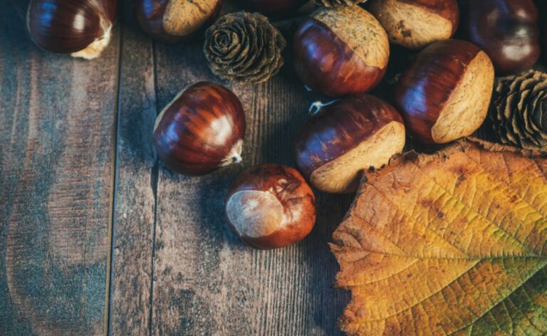 Serra San Bruno si prepara a ospitare la Giornata della castagna e del vino