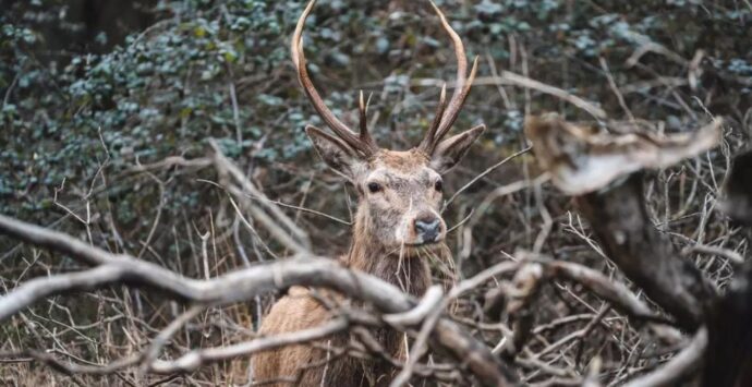 Mongiana, torna la Notte bianca della biodiversità: appuntamento nelle Serre vibonesi per incontrare il cervo italico