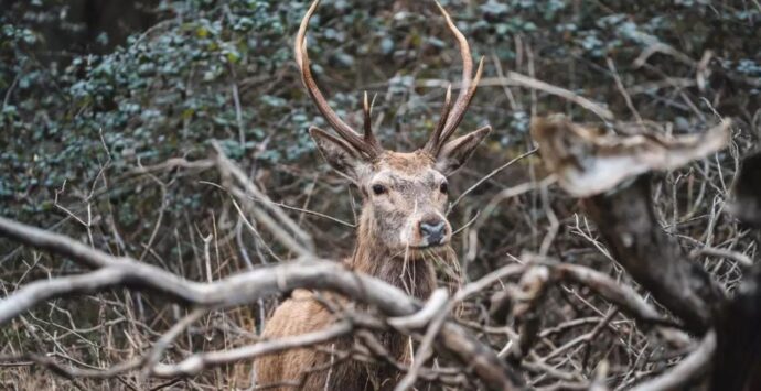 Dodici cervi italici liberati nel Parco regionale delle Serre – Video