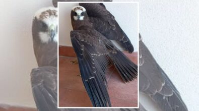 Un cucciolo di ghiro, un allocco e un falco ferito salvati dal Wwf vibonese