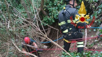 Cane cade in un dirupo, salvato dai vigili del fuoco di Vibo Valentia