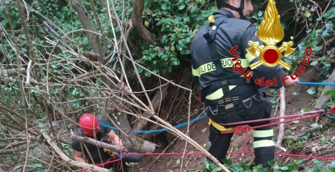 Cane cade in un dirupo, salvato dai vigili del fuoco di Vibo Valentia