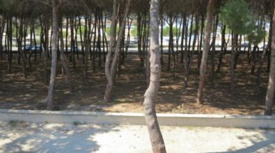 Tropea: i pini marittimi infetti della pineta saranno abbattuti