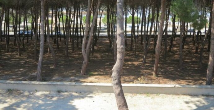 Tropea: i pini marittimi infetti della pineta saranno abbattuti