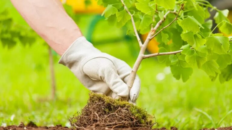 Rombiolo, studenti protagonisti della Giornata internazionale dell’albero