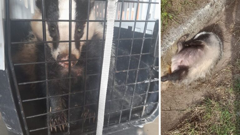 Tasso ferito soccorso alle porte di Vibo e trasferito al Cras di Catanzaro