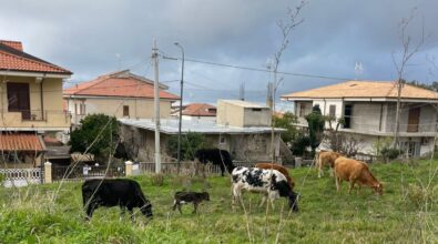 Zaccanopoli, bovini vaganti da giorni: i residenti si appellano alle autorità