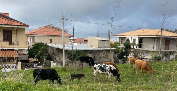 Zaccanopoli, bovini vaganti da giorni: i residenti si appellano alle autorità