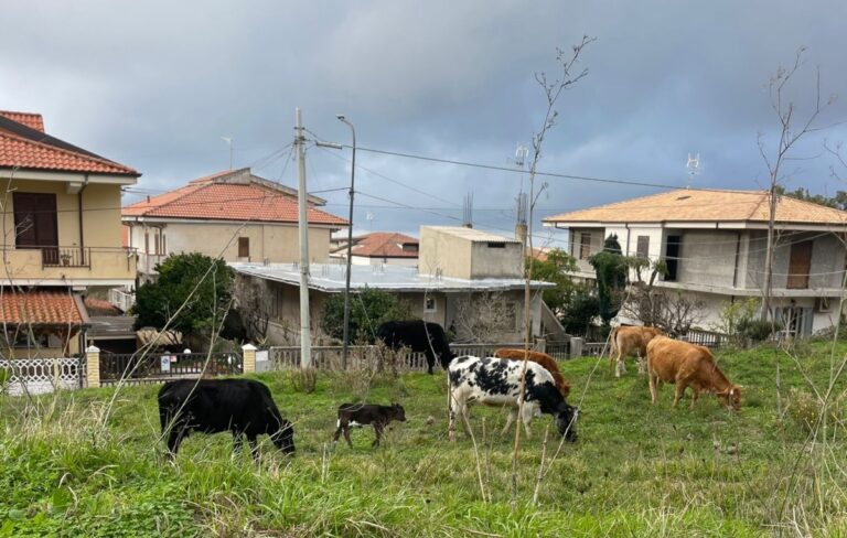 Zaccanopoli, bovini vaganti da giorni: i residenti si appellano alle autorità