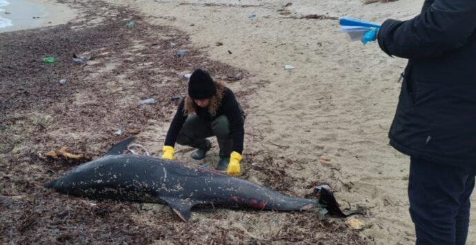 Parghelia, recuperata la carcassa di un delfino