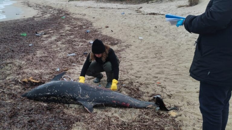 Parghelia, recuperata la carcassa di un delfino