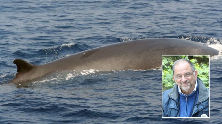 Balenottera al Porto di Vibo Marina, Paolillo (Wwf): «Fatto non del tutto eccezionale»