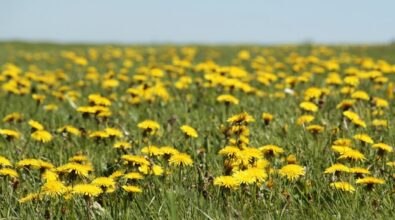 “Le piante dei borghi antichi”, a Zungri un percorso alla scoperta del patrimonio naturalistico