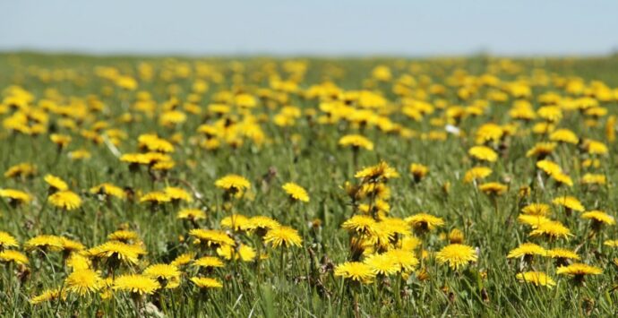 “Le piante dei borghi antichi”, a Zungri un percorso alla scoperta del patrimonio naturalistico