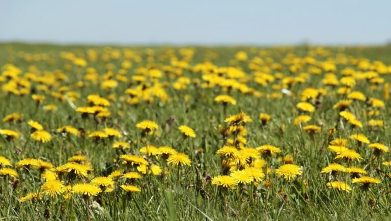 “Le piante dei borghi antichi”, a Zungri un percorso alla scoperta del patrimonio naturalistico