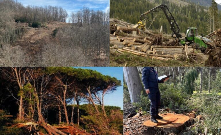 Taglio selvaggio di alberi nel Vibonese, Europa verde: «Grave impatto sull’ambiente»
