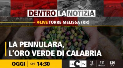 Dentro la notizia: focus sull’olio d’oliva realizzato con la varietà “pennulara”