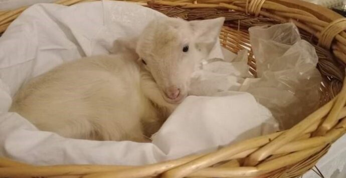 Agnello con le zampe legate in chiesa a Monterosso, lo sdegno delle associazioni animaliste