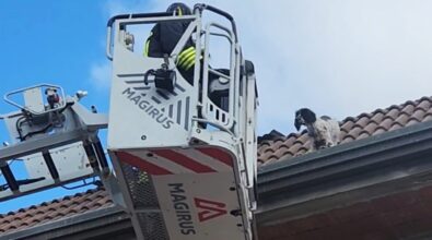 Filogaso, vigili del fuoco salvano un cane sul tetto di una casa a due piani