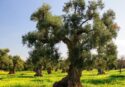 A San Gregorio d’Ippona la presentazione della ricerca sugli alberi di ulivo – Video
