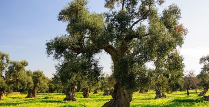 A San Gregorio d’Ippona la presentazione della ricerca sugli alberi di ulivo – Video