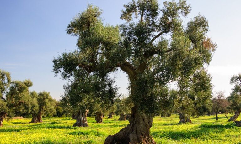 A San Gregorio d’Ippona la presentazione della ricerca sugli alberi di ulivo – Video