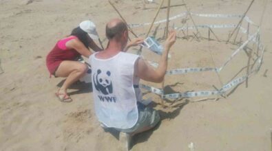 I volontari del Wwf di Vibo scoprono 5 nidi di tartarughe sulle spiagge: monitoraggio in corso su tutta la costa calabrese