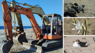Arriva l’estate e tornano le ruspe schiaccia-tutto sulle spiagge, il Wwf Vibo: «Fermate lo scempio, danni irreparabili a flora e fauna»