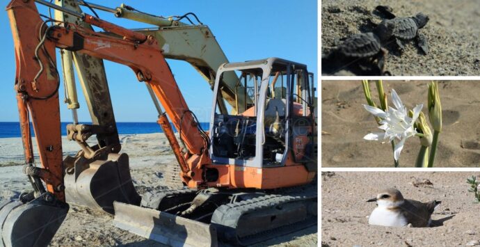 Ruspe schiaccia-tutto sulle spiagge, l’appello di Paolillo (Wwf Vibo): «Pulire così è un crimine contro la natura»