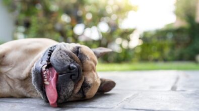 Caldo e afa, i consigli dell’associazione vibonese Argo per proteggere gli animali: «Nemmeno 5 minuti chiusi in auto»