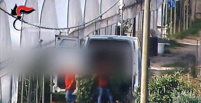 Incensurati “sacrificabili” e finta cannabis legale, così la ’ndrangheta gestiva la coltivazione di marijuana: 11 arresti -VIDEO