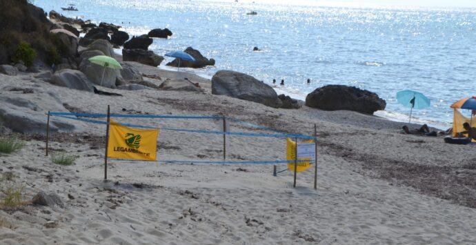 Nido di tartaruga marina scoperto e messo in sicurezza a Santa Domenica di Ricadi. Legambiente: «Non accadeva da molti decenni»