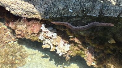 Da Tropea a Capo Vaticano crescono gli avvistamenti del vermocane: innocuo finché non viene toccato