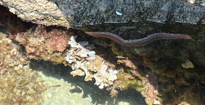 Da Tropea a Capo Vaticano crescono gli avvistamenti del vermocane: innocuo finché non viene toccato