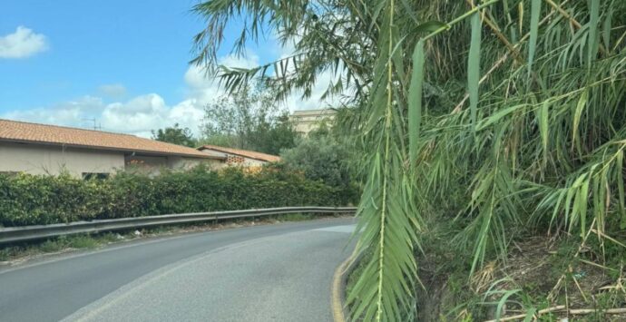La Provincia intima ai proprietari la pulizia e la manutenzione dei terreni che confinano con la sua rete stradale