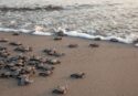 Zambrone Comune amico delle tartarughe marine: siglato il protocollo Legambiente a tutela della specie e dei siti di nidificazione