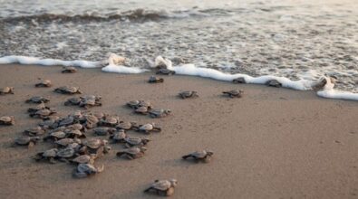 Zambrone Comune amico delle tartarughe marine: siglato il protocollo Legambiente a tutela della specie e dei siti di nidificazione
