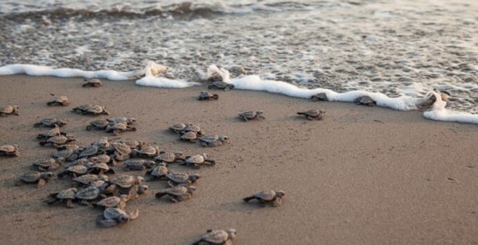 Zambrone Comune amico delle tartarughe marine: siglato il protocollo Legambiente a tutela della specie e dei siti di nidificazione